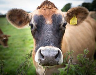 A close up portrait of a the head, nose, eyes and ears of a  brown dairy cow with ownership tag in its ear whilst in a green field.