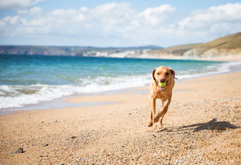 A yellow Labrador retriever dog running happily along a sandy beach on a beautiful summer day and fetching a tennis ball back to its owner with copy space.