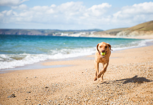 A Yellow Labrador Retriever Dog Running Happily Along A Sandy Beach On A Beautiful Summer Day And Fetching A Tennis Ball Back To Its Owner With Copy Space.