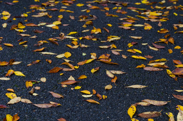 autumn leaves on wet asphalt,Kyoto Japan.