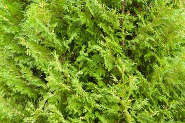 Nature fir background