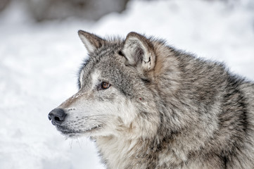 Obraz premium Wolf Portrait
