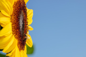 Bee collecting nectar on a colorful sunflower - clear blue sky
