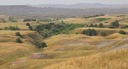 golden colored grass with patches of green vegetation at Badlands National Park, South Dakota, USA