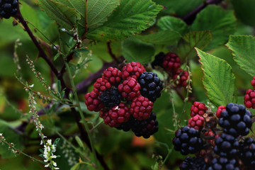 blackberry on a bush