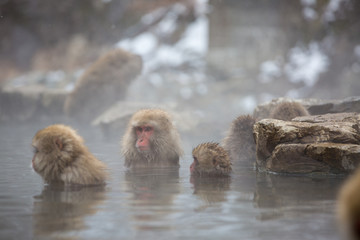 macaque monkey in a bath in japan