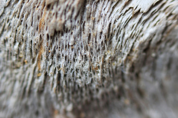 texture of old wood - a piece of pine root, taken out to the sea shore. macro photography.