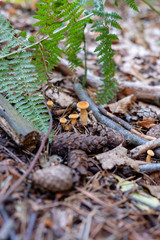 Pilze am Waldboden