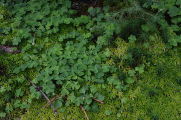 Szczawik zajęczy (Oxalis acetosella), zielone liscie w lesie © Ewa