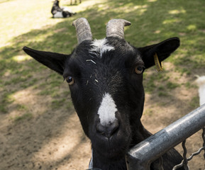 Portrait einer Ziege mit H&ouml;rner