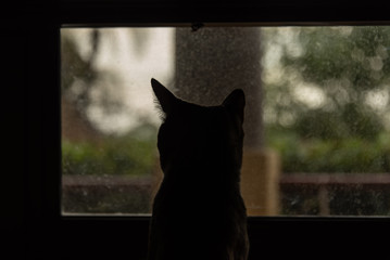 Cat Silhouette Next To Window
