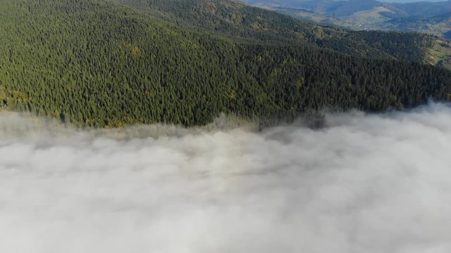 aerial view of forest above the clouds