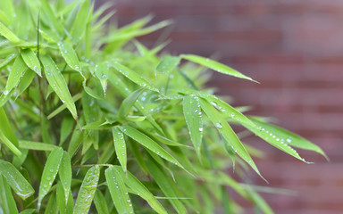 Drops of rain on green leaves of bamboo.