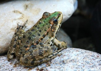Grenouille