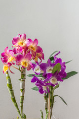 Orquídeas fundo bege