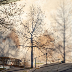 Tree Trilogy