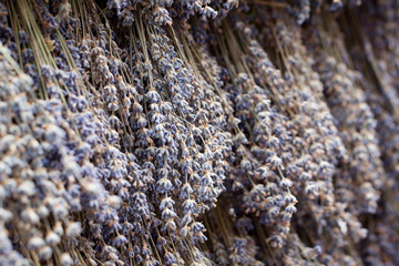 bouquets of dry lavender are densely hanging in rows in the window at the fair or market