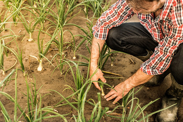 Farmer's hand pulling onion from the field - agriculture
