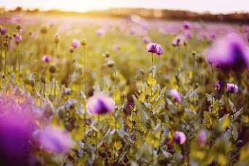 Close-up of purple poppies growing on field during sunset