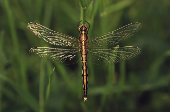 Close-up of insect on plant