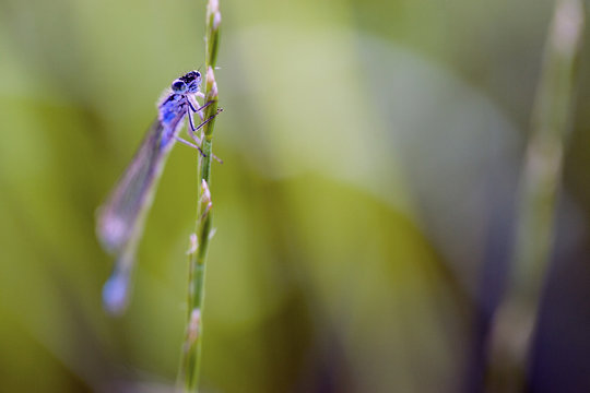 Close-up of damselfly on plant