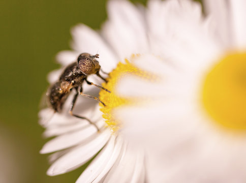Close up of insect pollinating flower