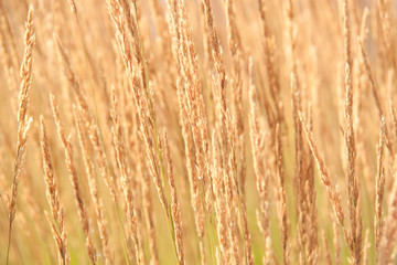 Fototapeta premium dry yellow panicle of dry grass in an autumn sunny field or on a meadow