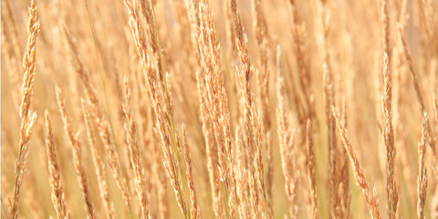Obraz premium dry yellow panicle of dry grass in an autumn sunny field or on a meadow