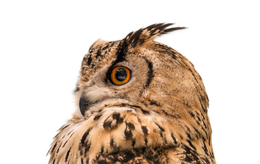 Head of adult Eurasian eagle owl, isolated on white background. The horned owl. Side view.