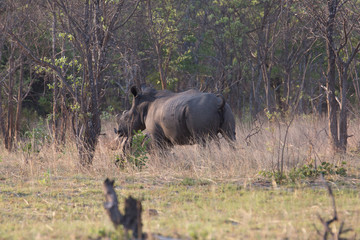 rhino in africa waking around