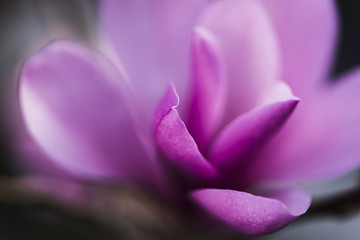 Close up of purple flower blooming outdoors