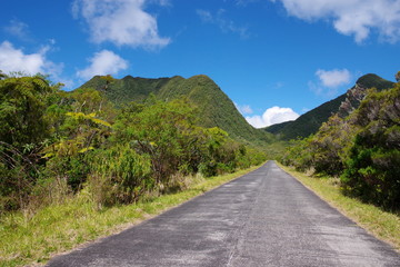 Fototapeta na wymiar Promenade dans la forêt de Bélouve à l'île de la Réunion
