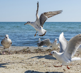  flock of white gulls flies on the Black Sea shore on a summer day