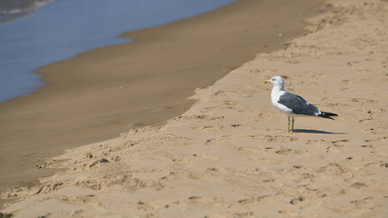 Photograph one some seagulls at La Bota beach, Huelva, Spain