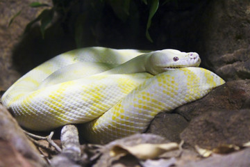 australian python