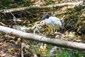 Australian White Ibis (Threskiornis molucca)