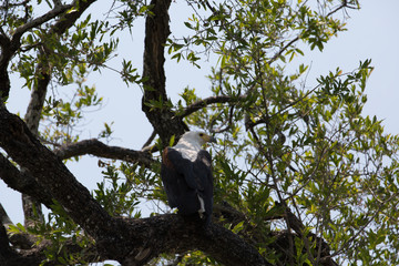 african bird looking for food