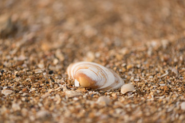 coquillage