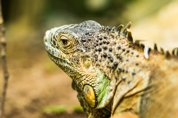 Obraz premium old iguana