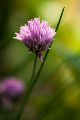 Chive Bloom