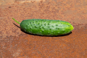 Green fresh cucumber from new harvest on rusty melallic surface background