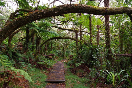 Fototapeta Balade dans la forêt de Bélouve (île de la Réunion)  