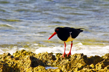 australian oystercatcher