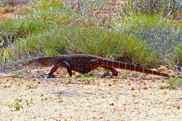 Australian Goanna/Lace Monitor (Varanus varius)