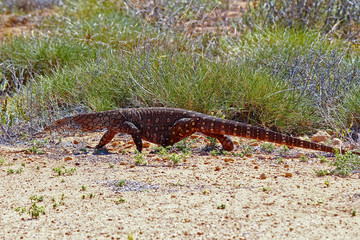 Australian Goanna/Lace Monitor (Varanus varius)