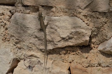 small lizard with brown and black pattern on a stone