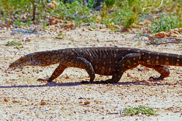 Australian Goanna/Lace Monitor (Varanus varius)