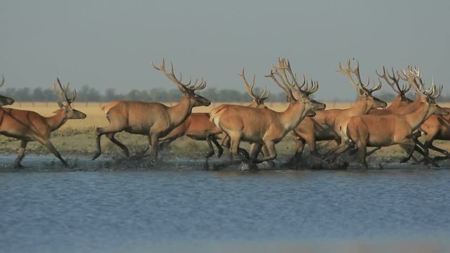 Group of wild deers run from a water with splashes and mud in slow-motion (1/2 of realtime, 25 fps, 1080p)