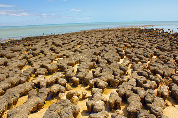 Stromatolites in west australia