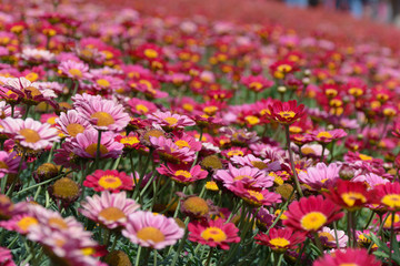 Letto di margherite rosse e rosa